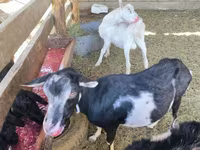 Billy Goat, Alpine goat — photo 3