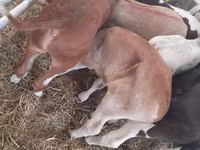 Buğa, Simmental cattle — foto 2