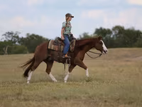 Cavalo, Quarter Horse — foto 4