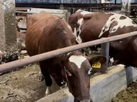 Cow, Holstein breed — photo 3