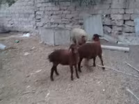 भेड़, भेड़ — फ़ोटो 8