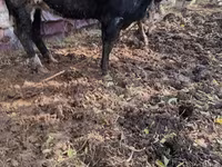 Vaca, Ganado vacuno — foto 2