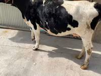Vaca, Raza Holstein — foto 3