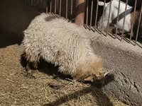 母猪 — 照片 4