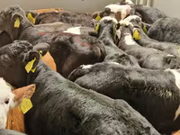 İribuynuzlu mal-qara (partiya, cinsi göstərilməyib), Simmental cattle — foto 6