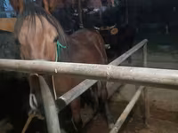 فرس, Budyonny horse — الصورة 7