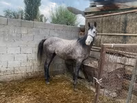 Horse (M), Horses — photo 4
