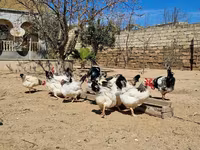 Chickens — الصورة 3