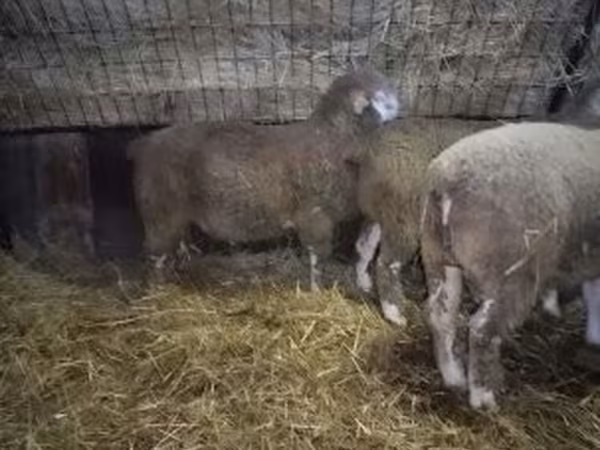 Qoʻchqor, Ile-de-France sheep
