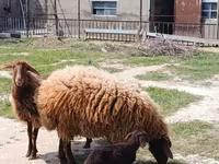 Qoç, Qoyunlar — foto 5
