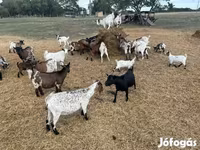 Cabra, Dutch Landrace goats — foto 3