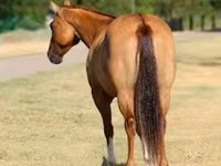 Madyan, Quarter Horse — foto 7