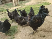 Chickens — photo 7