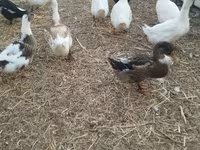 Ducks — photo 3