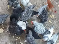 Chickens — फ़ोटो 4