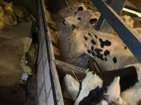 أبقار (دفعة، الجنس غير محدد), Russian Black pied cattle — الصورة 6