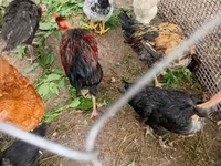Chickens — 2-rasm