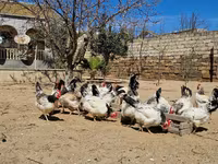 Chickens — الصورة 1