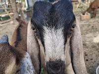 Goat, Nubian Goat — photo 1