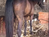 母马, Horses — 照片 2