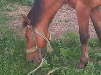 Horse (M), Horses — photo 2