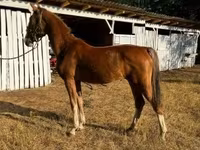 Klisna, Dutch warmblood horse — foto 3