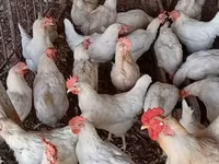 Chickens — Foto 5