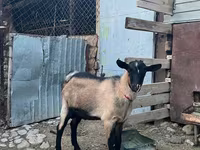 Goats (batch, sex not specified), Goats — photo 2