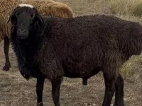 Qoç, Kazakh fat-tailed coarsewool sheep — foto 1