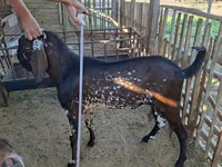 Keçi, Beetal goats — foto 1