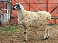 Ram, Hissar sheep — photo 1