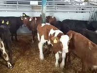Buğa, Simmental cattle — foto 3