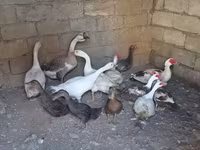 Geese — photo 4