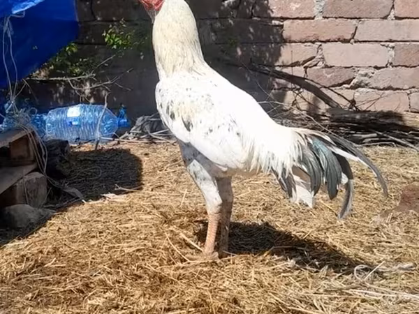 Chickens — Azərbaycan