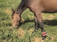 Mare, Friesian sport horse — photo 4