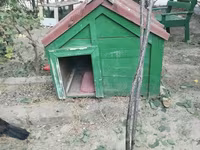 İt yuvası satılır - Material: taxtadan hazırlanmış, möhkəm karkas - — photo 2