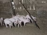 Eber, Schweine — Foto 1