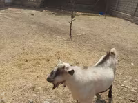 Keçi, Saanen goat — foto 3