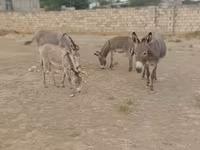 Atlar (partiya, cinsi göstərilməyib), Atlar — foto 1