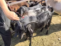 Keçi, Beetal goats — foto 4