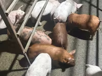 Sow, Pigs — photo 1