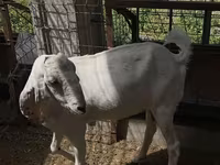 Dişi keçi, Beetal goats — foto 2