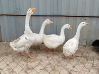 Geese — photo 2