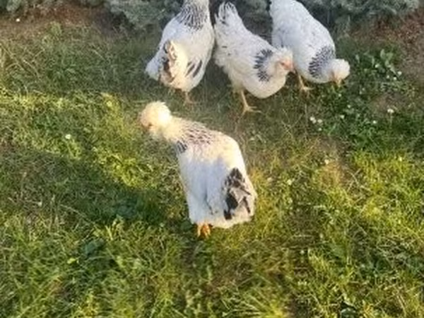 Суссекс