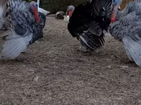 Turkeys — الصورة 1