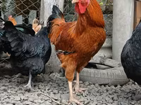 Chickens — الصورة 1