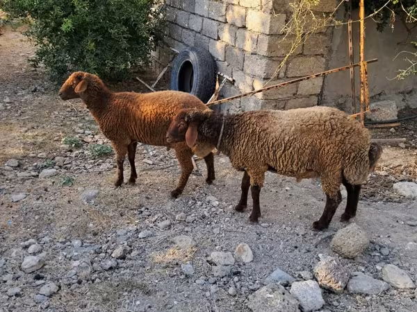 Qoç, Qoyunlar — Azərbaycan