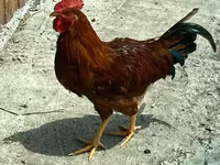 Chickens — الصورة 2
