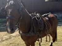 Hengst, Hackney horse — Foto 3