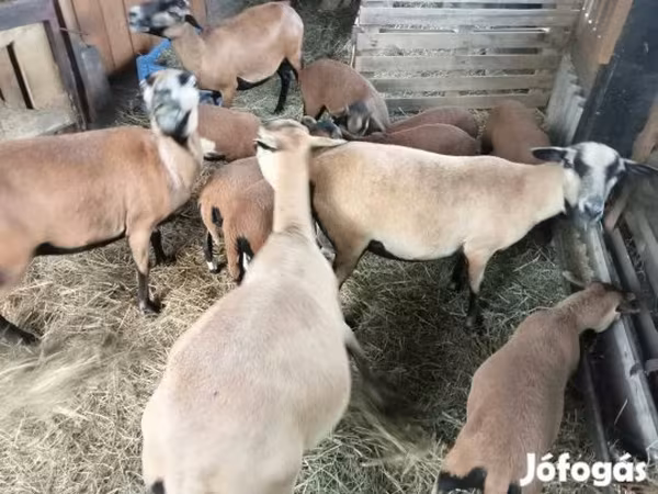 نعجة, Cameroon sheep